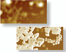 Topography (top) and CAFM current (bottom) images of a poly-analine film on an indium tin oxide substrate. 2£gm x 1£gm scan, 200 pA current scale.