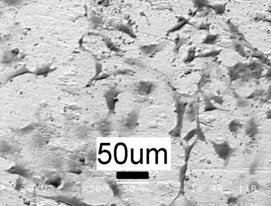 AZoJomo - The AZO Journal of Materials Online - Obvious attachment and proliferation of the osteoblast cells on the HA splats, (a) SEM picture before the incubation and (b) after the incubation.