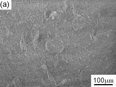 AZoJoMo - AZoM Journal of Materials Online - SEM Micrographs of green body made with die pressing at 10MPa.