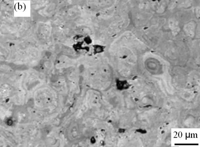 AZoJoMo – AZoM Journal of Materials Online - The surface morphologies of plasma sprayed TiO2 coatings deposited under spraying power 42.6 kW and different spraying distances120 mm.