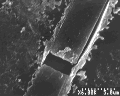 AZoJoMo – AZoM Journal of Materials Online : SEM-micrograph of AS41 based MMC after creep at 200°C and 60 MPa load.
