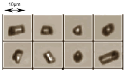 Example of glass rod particles measured on the FPIA- 2100. Note consistent alignment even of the smallest and lowest aspect ratio particles.